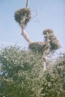 Stork Nests, Chellah Necropolis, Rabat